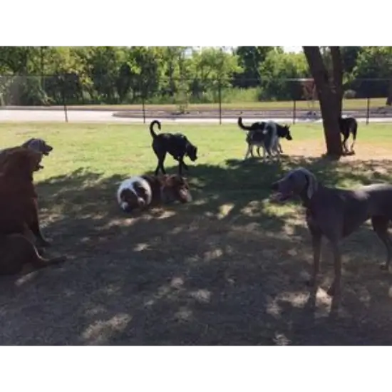 Group of dogs playing at Happy Tails Dog Park in Moore, OK.