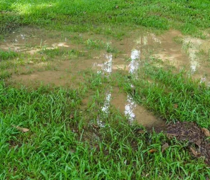 800x600 Waterlogged grass with standing puddles caused by sewage backup on lawn
