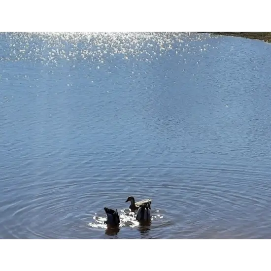 Two ducks swimming in a sunny lake at ten acre lake park in choctaw, ok.